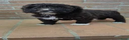 Perro de Agua Español perros en venta: Perro de agua chocolate  - Anuncio 2