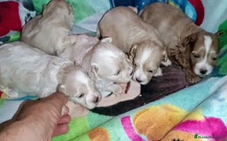Maltipoo perros en venta: LINDA CAMADA DE HEMBRITAS MALTIPOOS - DESDE 800 € - Imagen 2