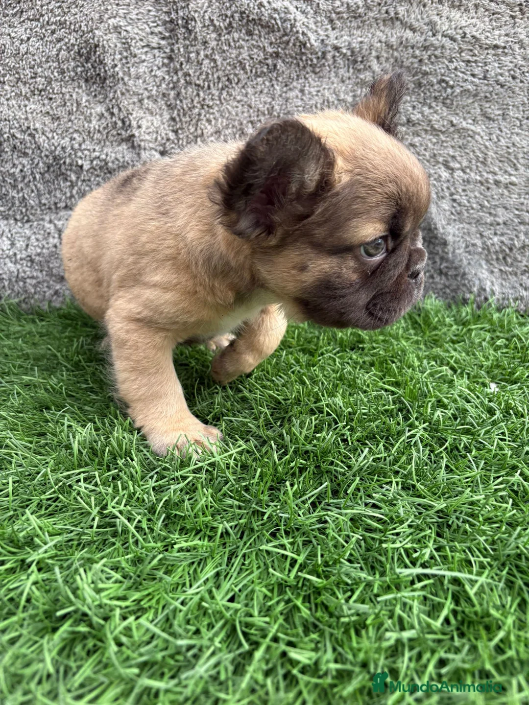 Bulldog Francés perros en venta: Bulldog frances hembra Fluffy lilac - Anuncio 9