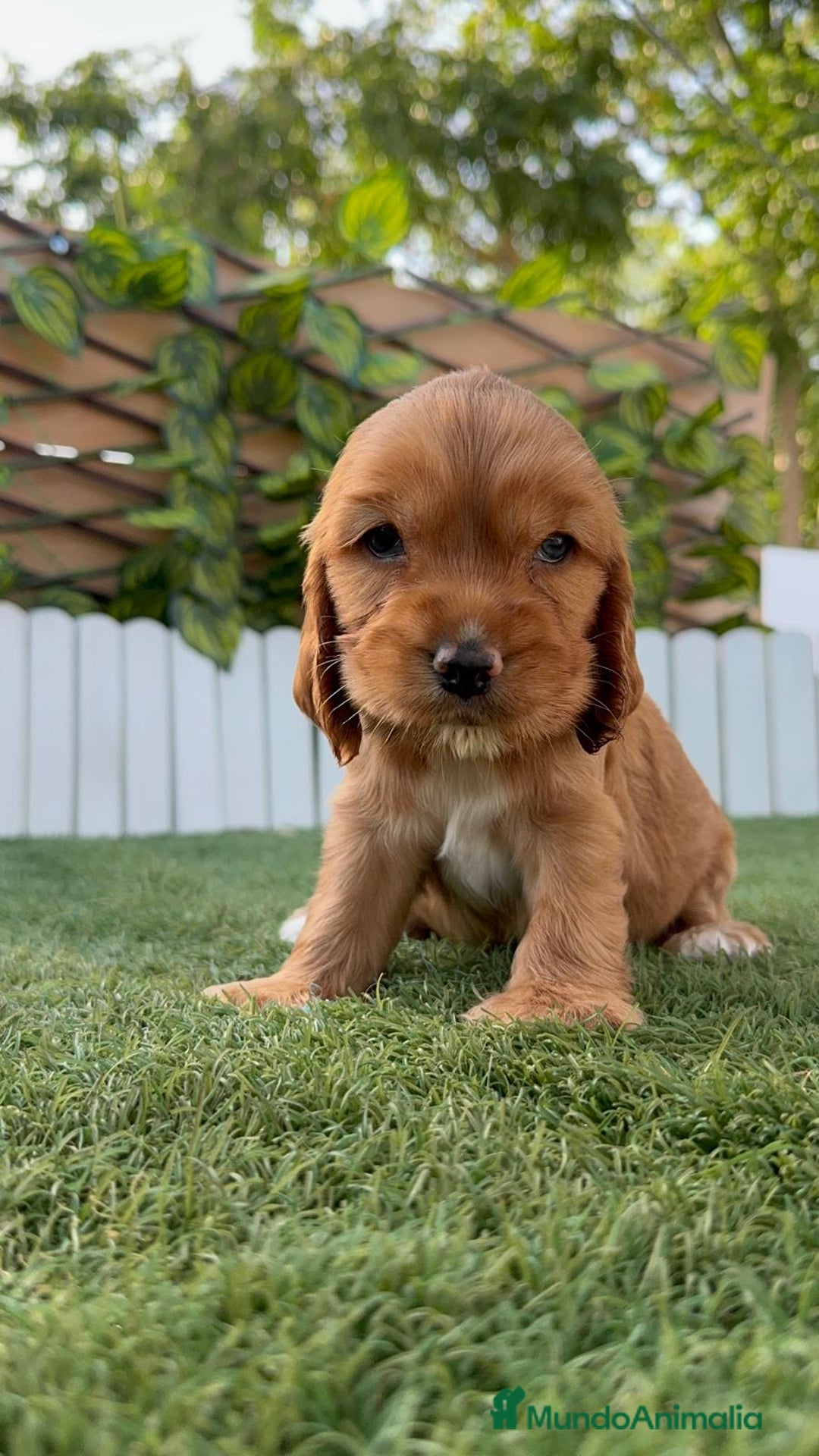Cocker Spaniel Inglés perros en venta: COCKER SPANIEL INGLES - Imagen 7