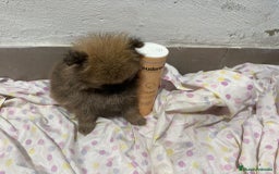 Pomerania perros en venta: Lulu pomerania mini toy  - Imagen 19