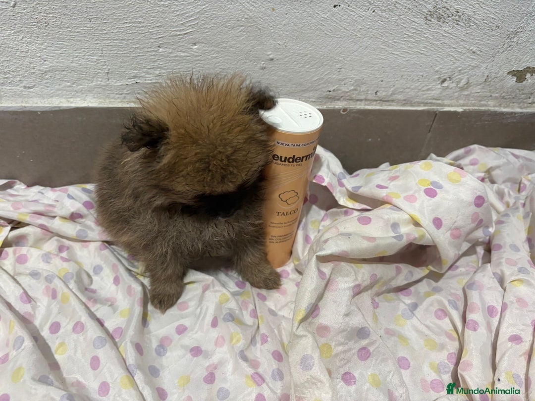 Pomerania perros en venta: Lulu pomerania mini toy  - Imagen 19