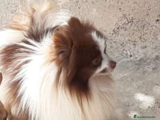Pomchi perros - Anuncio 8