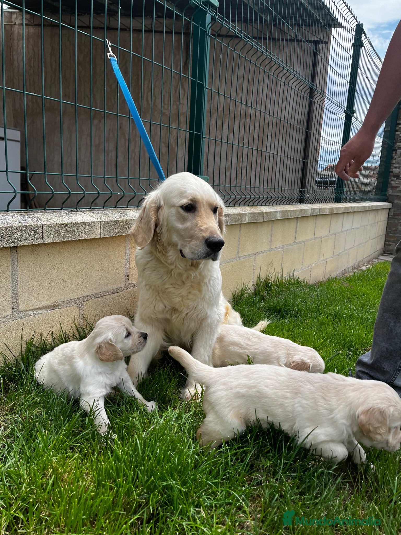 Golden Retriever perros Golden retriever  - Anuncio 1