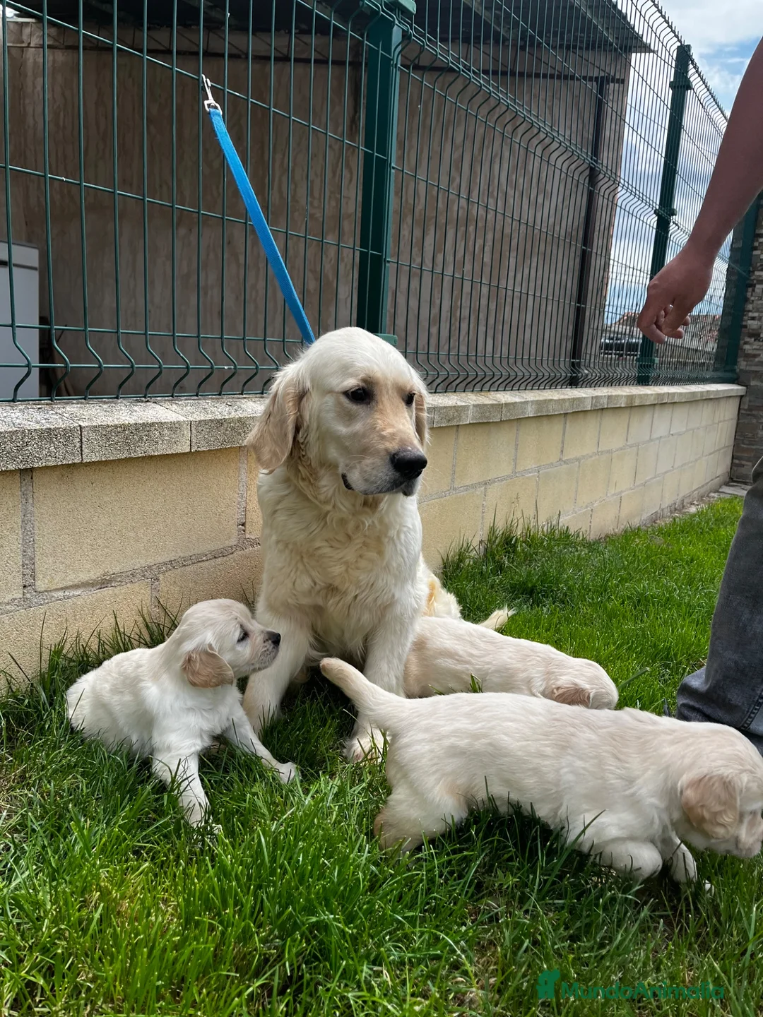 Golden Retriever perros en venta: Golden retriever  - Anuncio 1