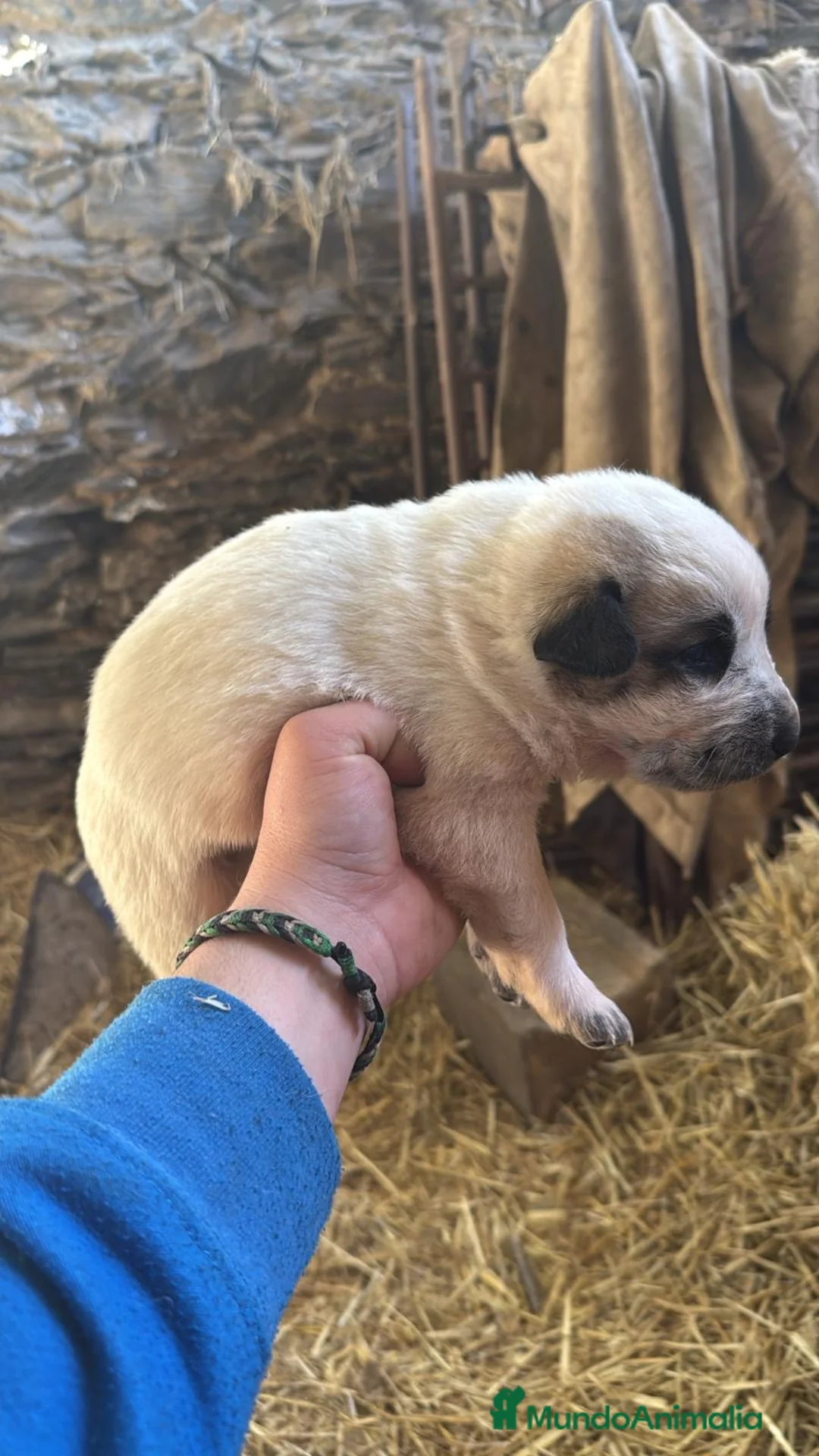 Mastín Español perros en venta: Preciosos mastines disponibles para reservar en Murcia - Anuncio 5