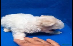 Bichón Maltés perros en venta: Bichon maltés toy - Imagen 9