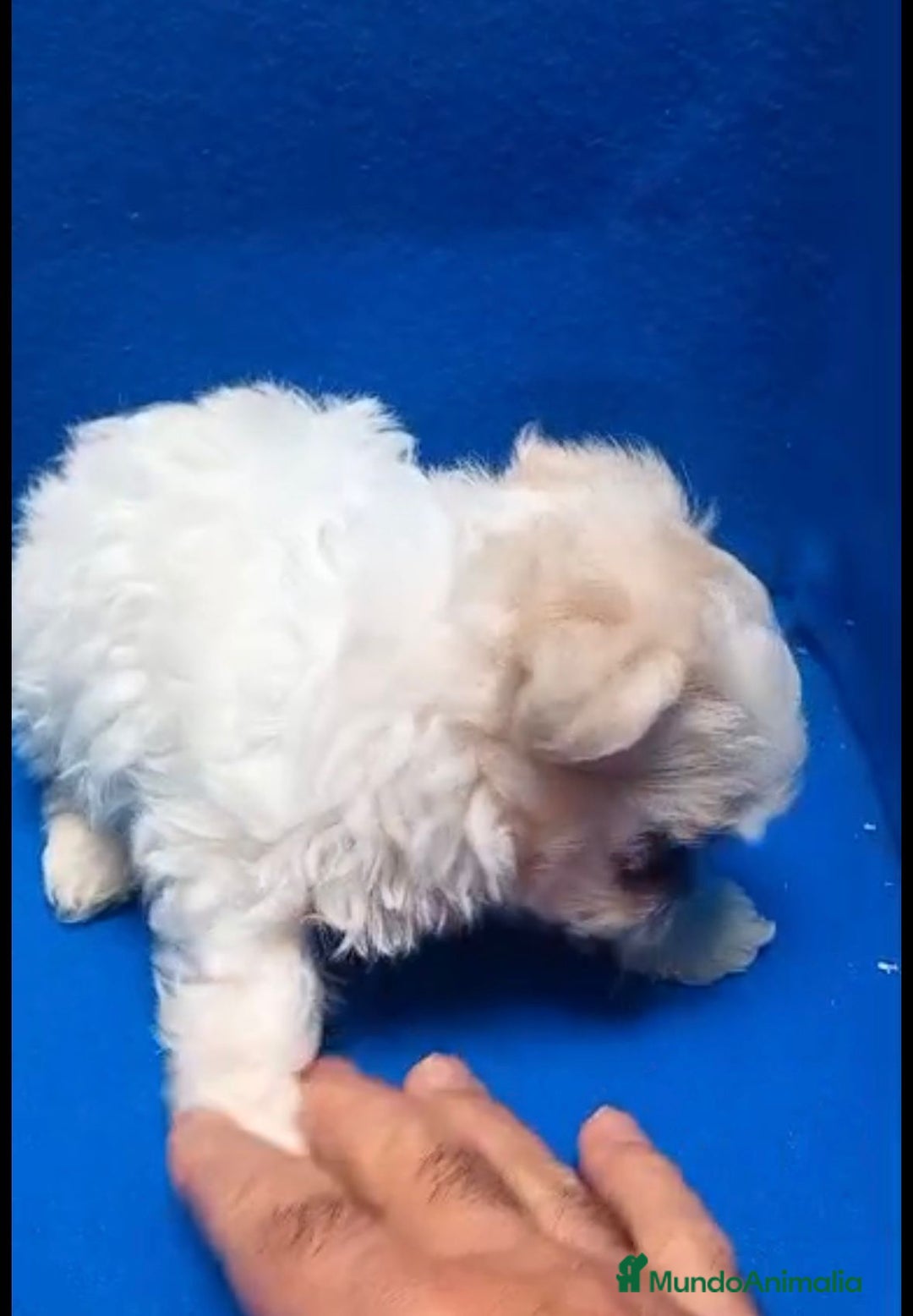 Bichón Maltés perros en venta: Bichon maltés toy - Imagen 9
