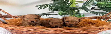 Caniche Toy 4