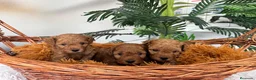 Caniche Toy perros en venta: CANICHE TOY-ENTREGA EN SEPTIEMBRE - Anuncio 7