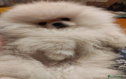 Pomerania perros en venta: Machito miniatura con pedigree  - Imagen 3