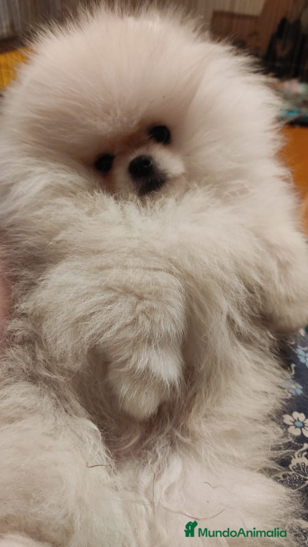 Pomerania perros en venta: Machito miniatura con pedigree  - Imagen 3