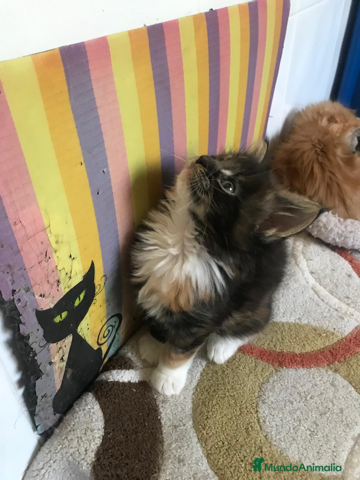 Maine Coon gatos Adorables macho y hembra Mainecoon en Madrid - Anuncio 2