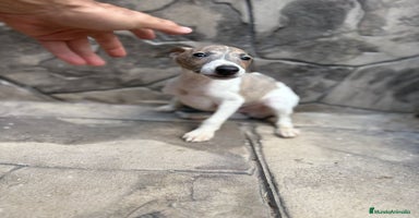 Whippet perros - Anuncio 1