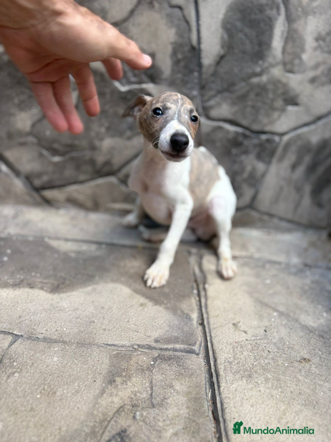Whippet perros en venta: Whippet  - Imagen 3