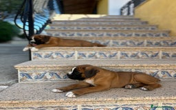 Boxer perros en venta: Boxer - Imagen 14