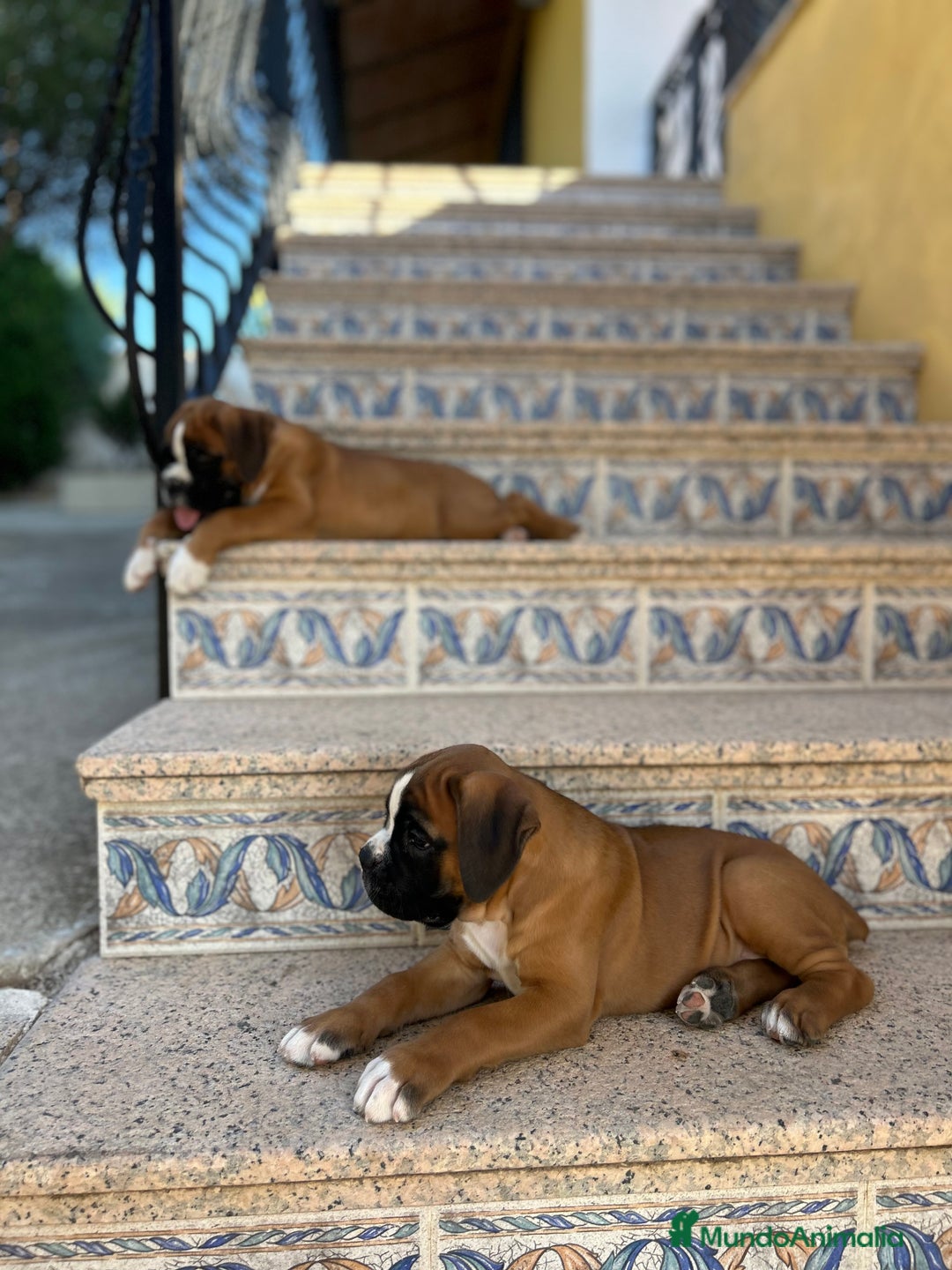 Boxer perros en venta: Boxer - Imagen 14