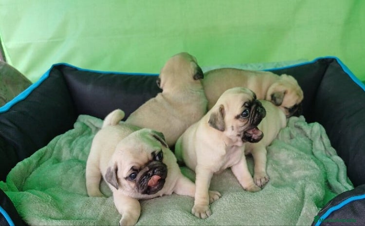 Carlino - Pug perros - Anuncio 6