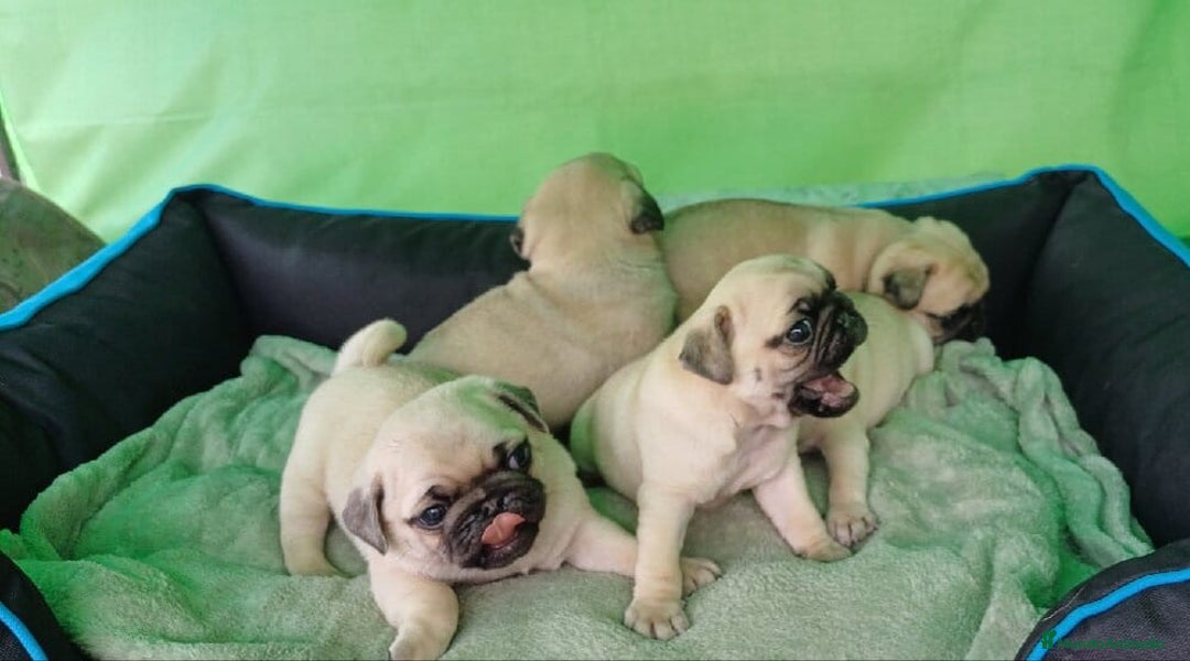 Carlino - Pug perros en venta: Adorable bebé de Pug Carlino - Imagen 1