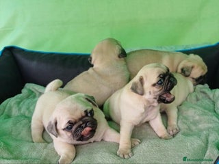 Carlino - Pug perros - Anuncio 2