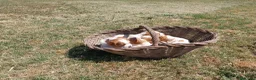 Épagneul Breton perros en venta: BRETON - Anuncio 6