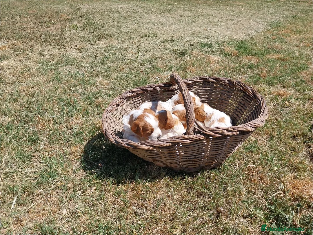 Épagneul Breton perros en venta: BRETON - Anuncio 1