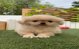 Pekinés perros en venta: PEKINES HEMBRA - Imagen 17
