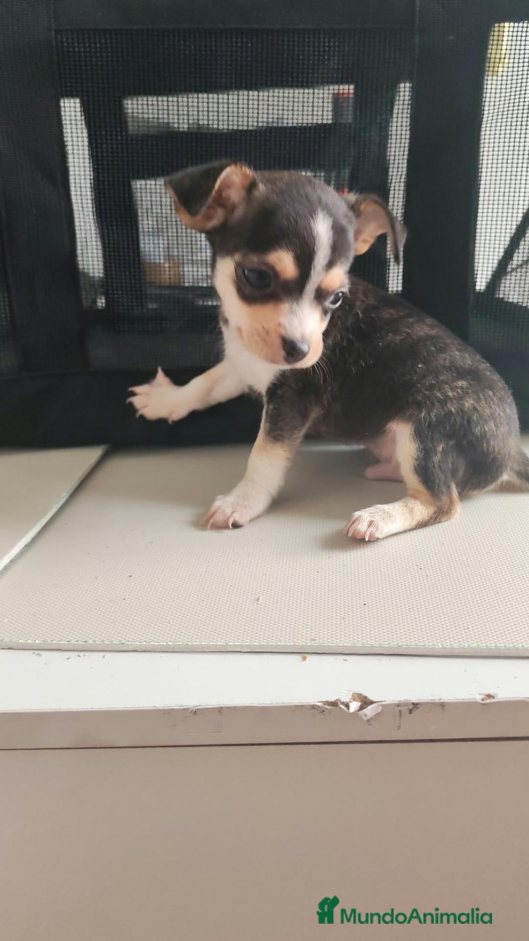 Chihuahua perros ÚLTIMO MACHO DE 🌟Chihuahua 🌟 - Anuncio 1