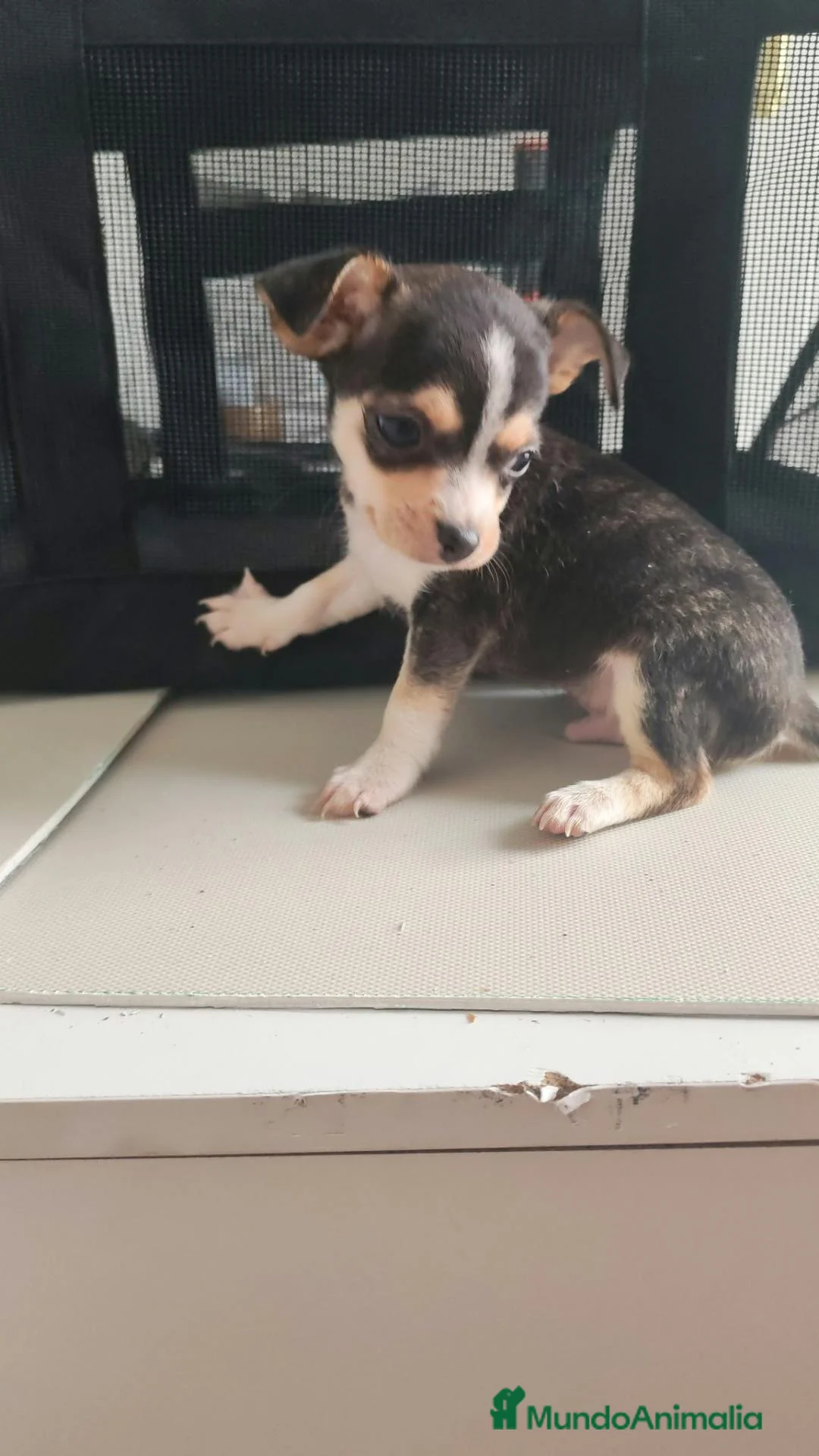 Chihuahua perros en venta: ÚLTIMO MACHO DE 🌟Chihuahua 🌟 - Anuncio 1