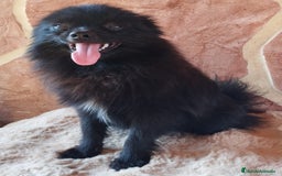Pomerania perros en venta: POMERANIA SPITZ  - Imagen 2