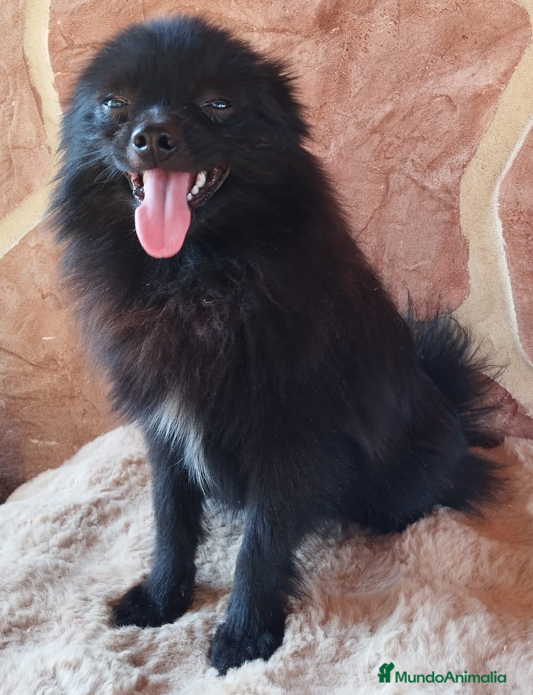Pomerania perros en venta: POMERANIA SPITZ  - Imagen 2