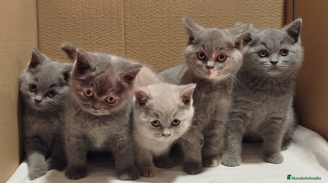 Británico de Pelo Corto Azul gatos en venta: British Shorthair  - Anuncio 3