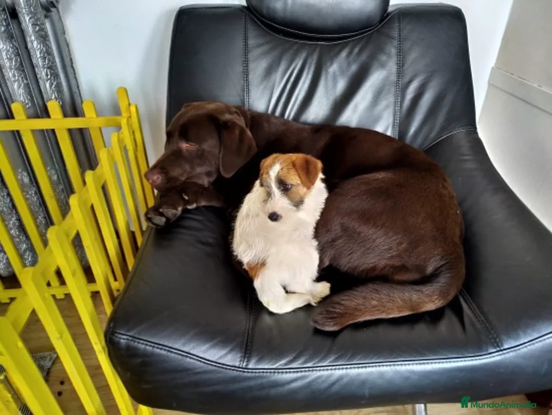 Imagen de galería {{count}}