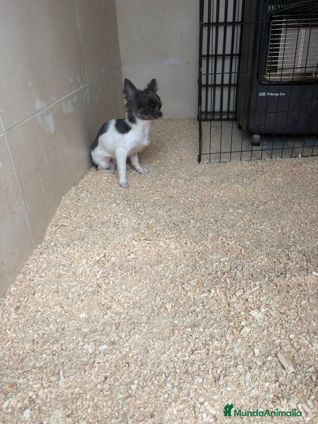 Chihuahua perros en venta: Chihuahua mini toy - Anuncio 2