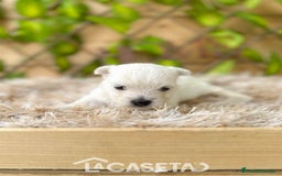 West Highland White Terrier perros en venta: Camada de Melilla - Imagen 2