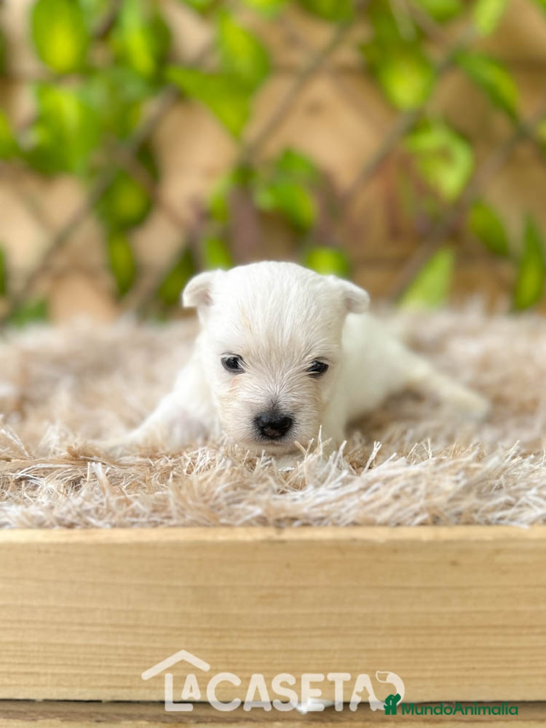 West Highland White Terrier perros en venta: Camada de Melilla - Imagen 2