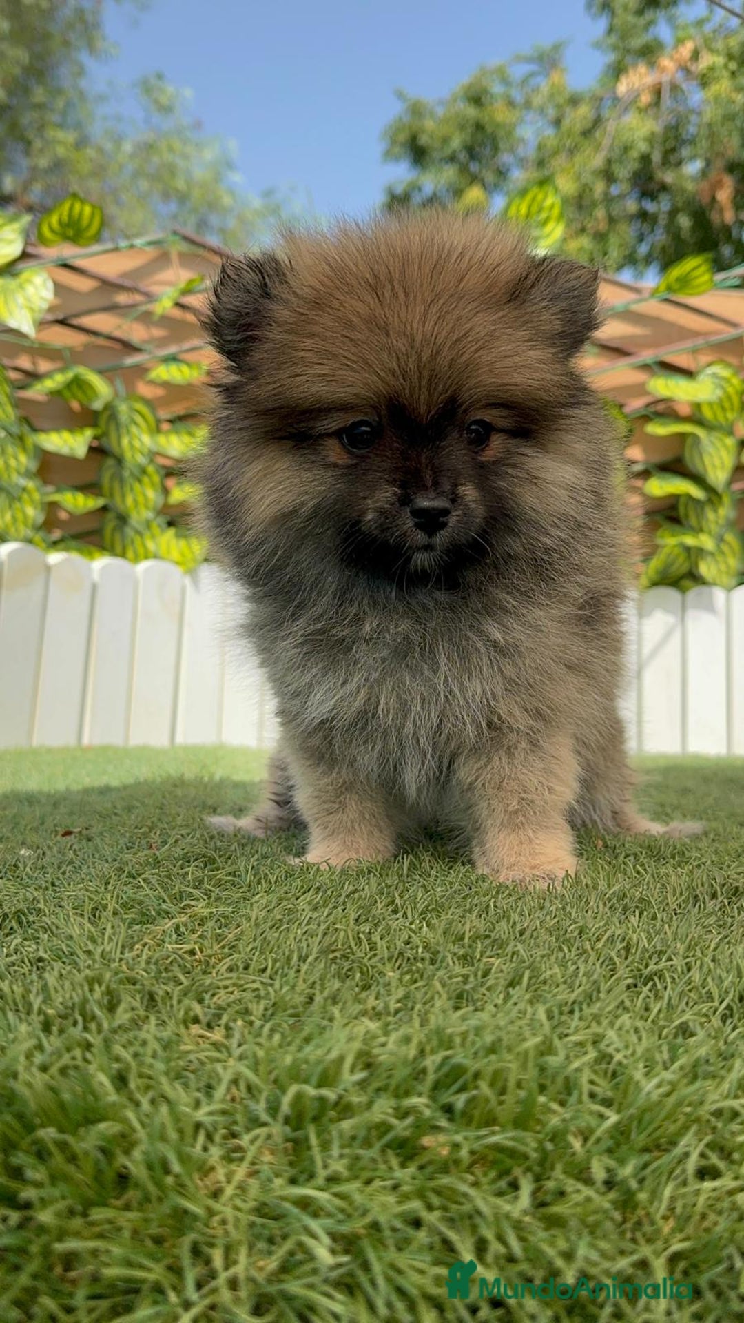 Pomerania perros en venta: POMERANIA MACHO 2 - Imagen 16