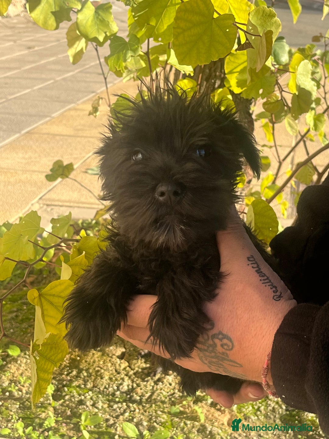 Schnauzer Miniatura perros en venta: Schnuzer min - Anuncio 6