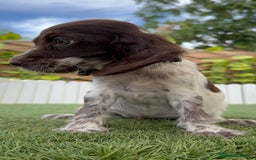 Cocker Spaniel Inglés perros en venta: COCKER SPANIEL RUANO - Imagen 7