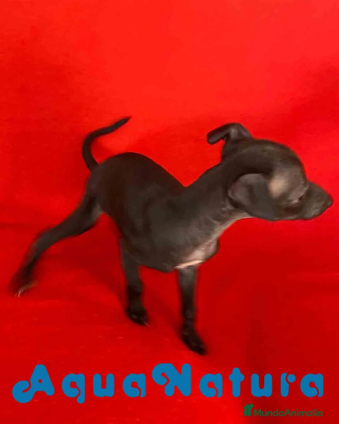 Pequeño Lebrel Italiano perros en venta:  Lebrel Italiano Macho 7346 de BN - AQUANATURA en Barcelona - Anuncio 4