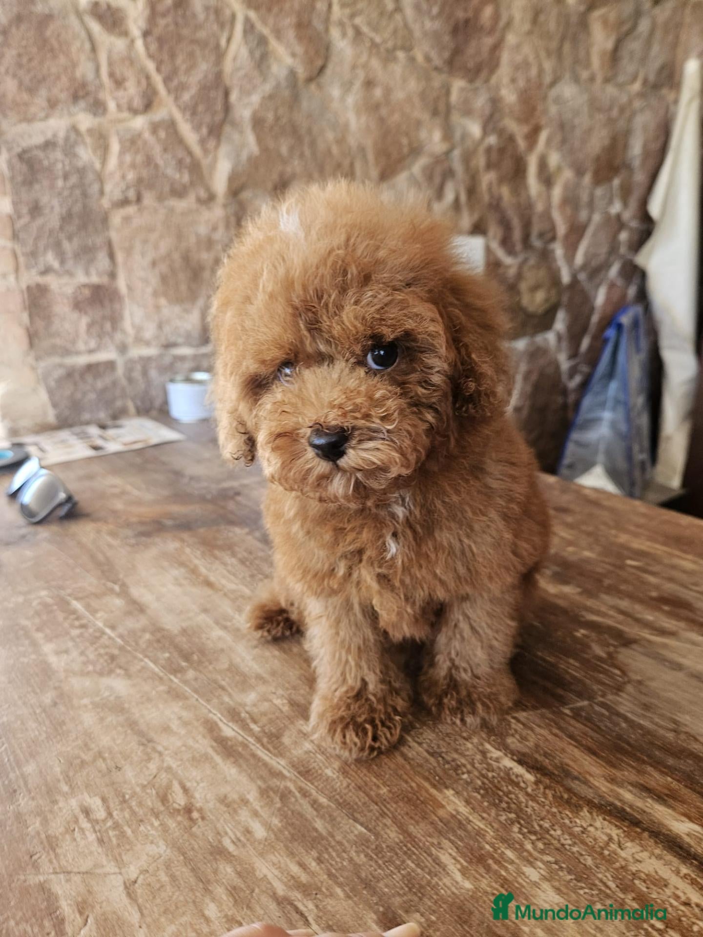 Caniche Toy perros Machito caniche precio real - Anuncio 1