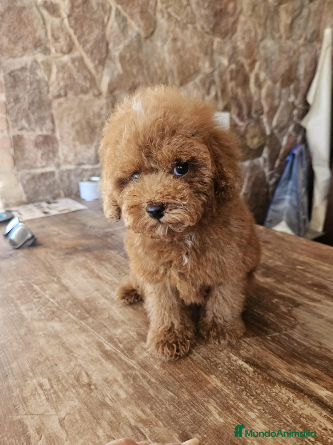 Caniche Toy perros en venta: Machito caniche precio real en Valencia - Anuncio 1
