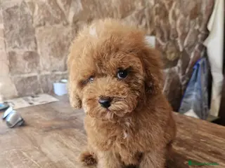 Caniche Toy perros Machito caniche precio real - Anuncio 1