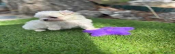 Bichón Maltés perros en venta: Bichon maltés !!!! - Anuncio 5