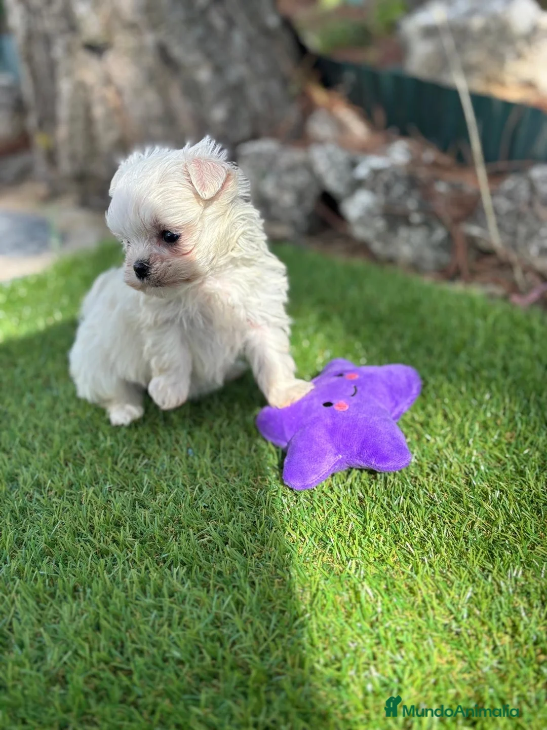 Bichón Maltés perros en venta: Bichon maltés !!!! - Anuncio 5