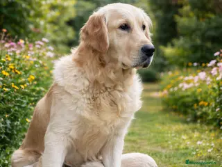 Golden Retriever perros en venta: Preciso dos cachorros de golden retriever - Anuncio 2