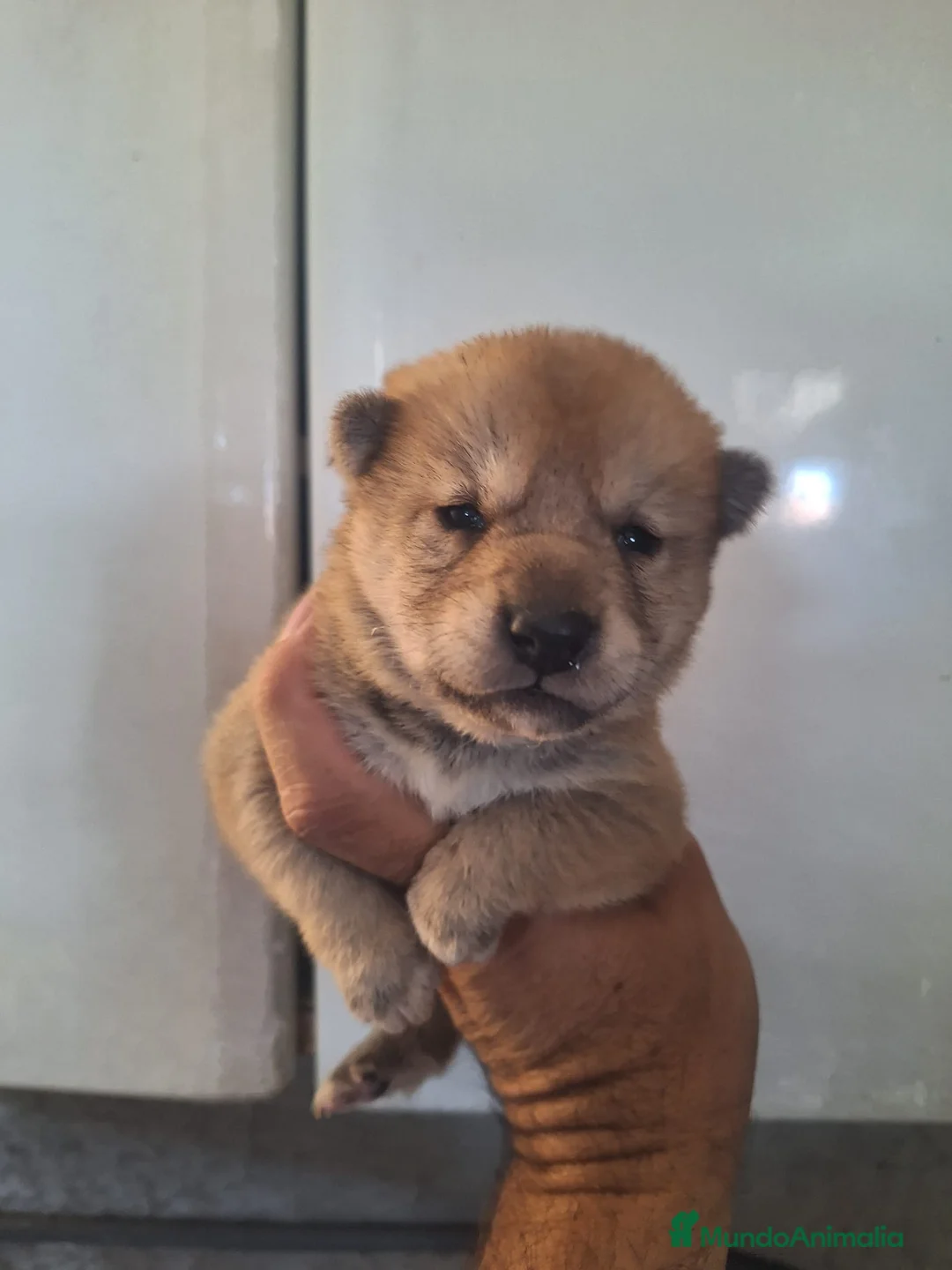 Shiba Inu perros en venta: Camada de Shiba inu en Almería - Anuncio 3