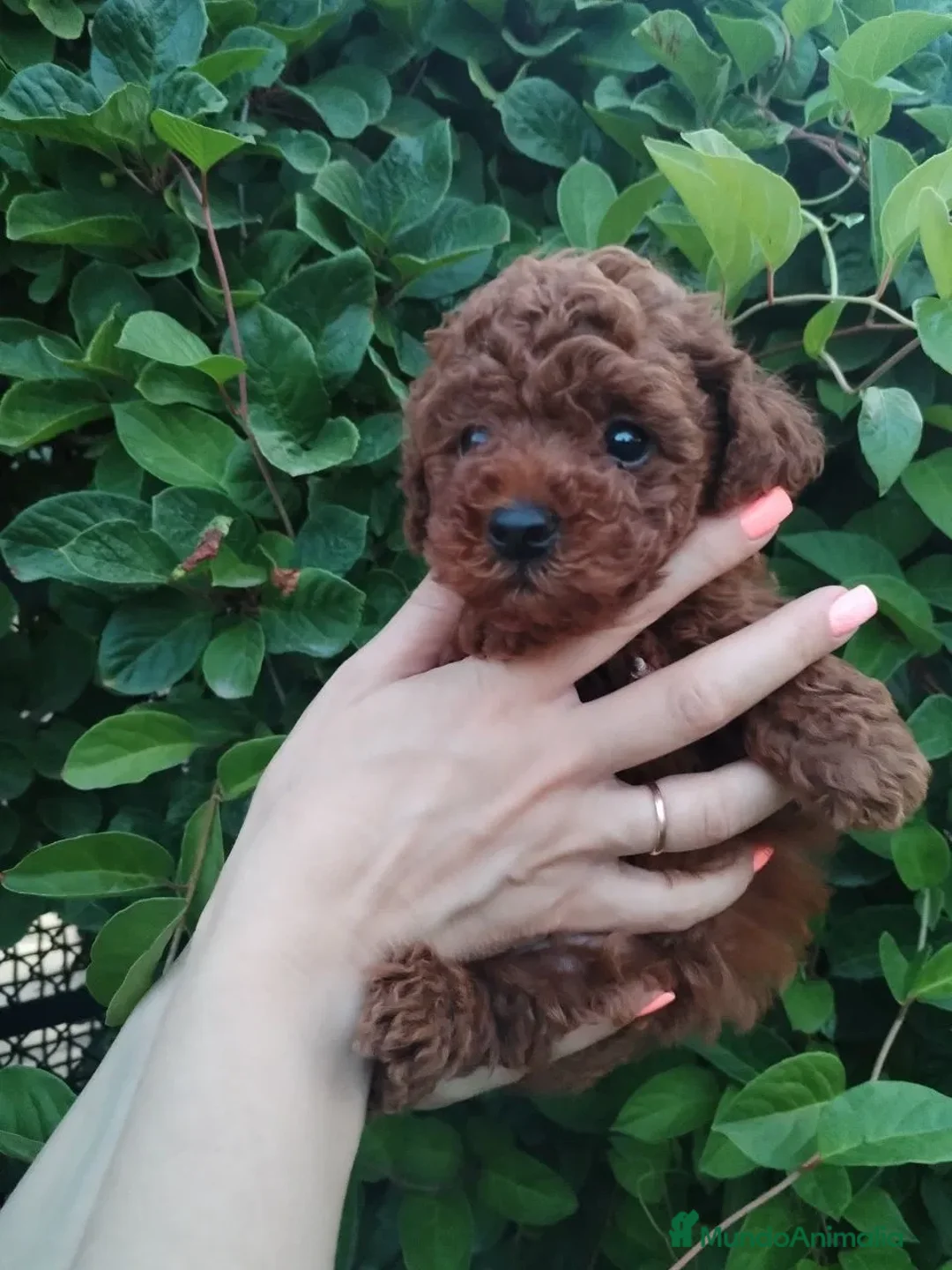 Caniche Toy perros en venta: caniche toy super pequeño  - Anuncio 3