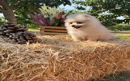 Pomerania perros en venta: Pomerania listo para conocer a su nueva familia.  - Imagen 11