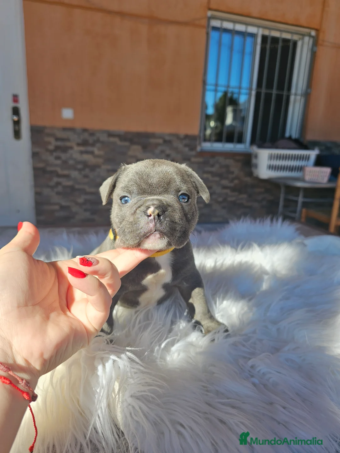 Bulldog Francés perros en venta: Bulldog francés exoticos - Anuncio 9